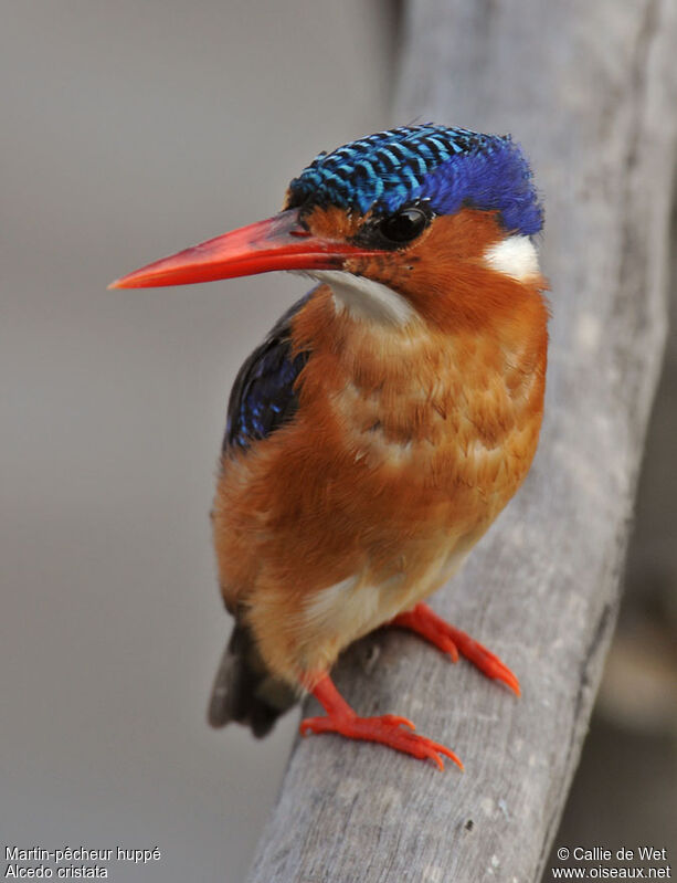 Malachite Kingfisheradult