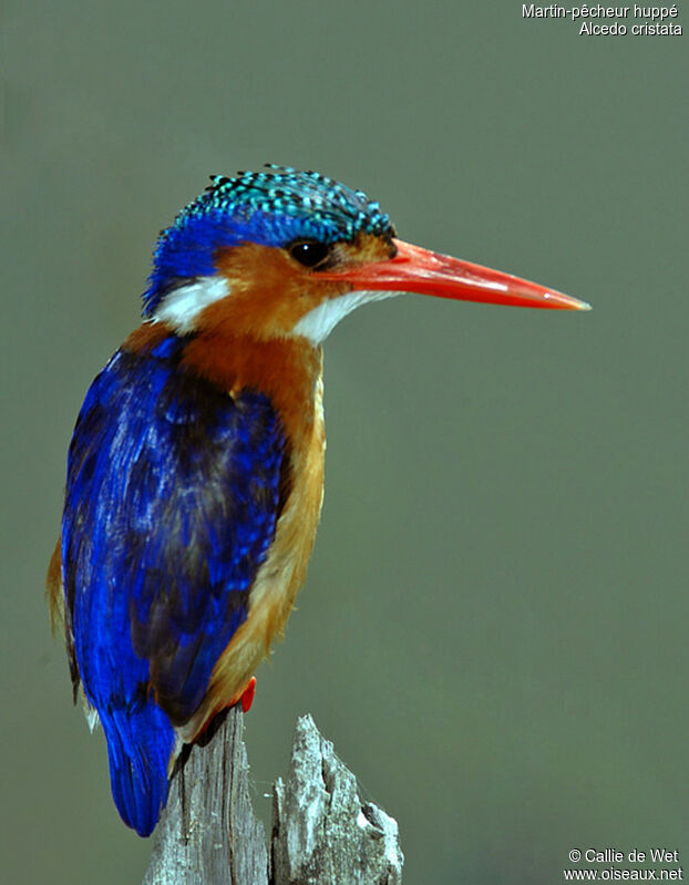 Malachite Kingfisheradult