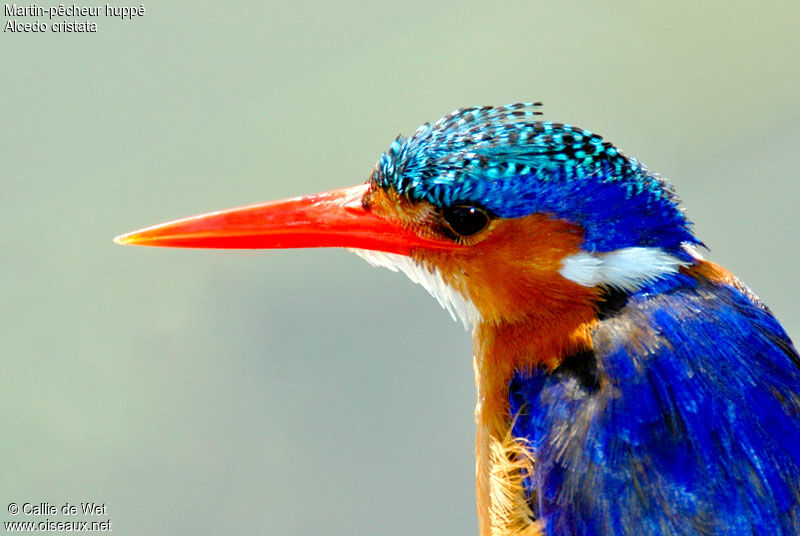 Malachite Kingfisheradult