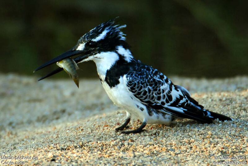 Pied Kingfisher female