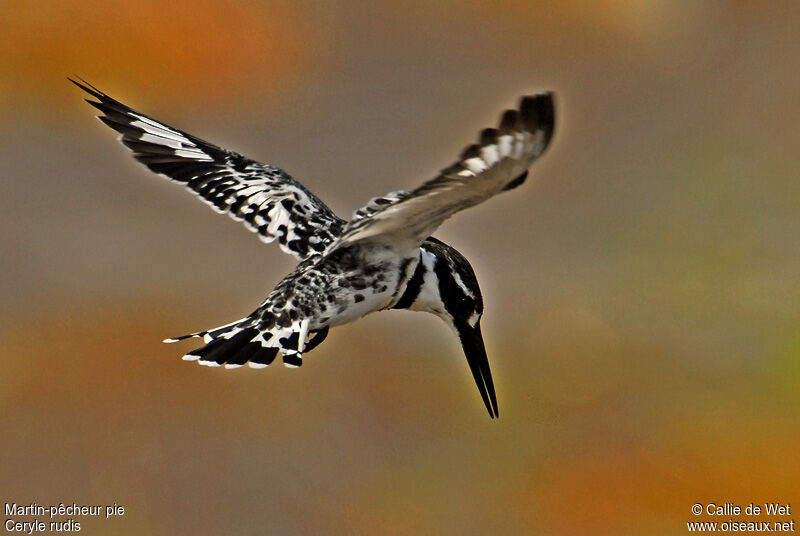 Pied Kingfisher male