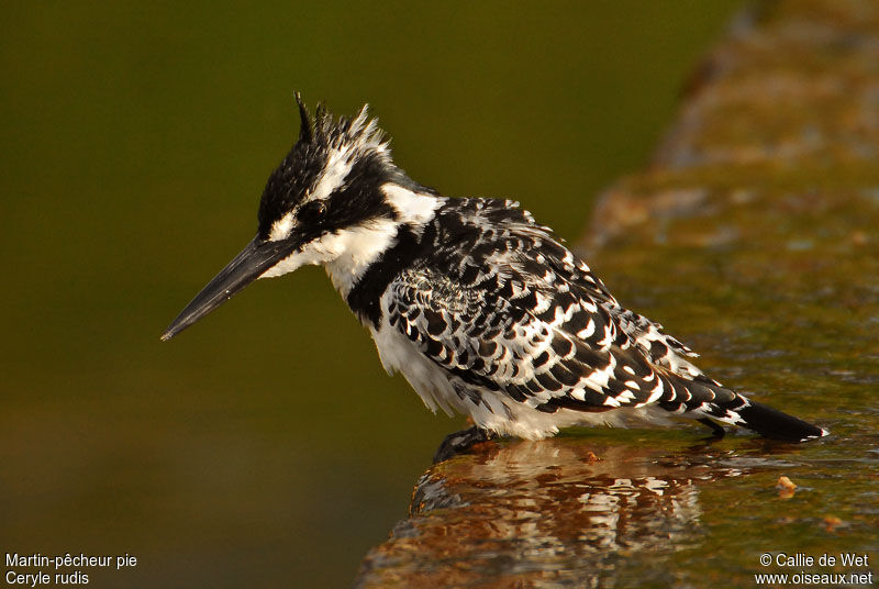 Pied Kingfisher female