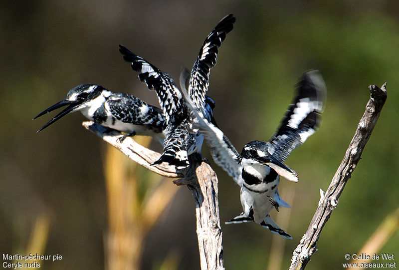 Pied Kingfisher