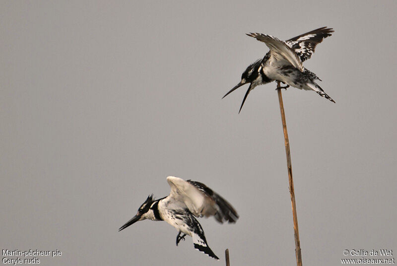 Pied Kingfisher female adult