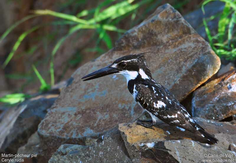 Pied Kingfisher male adult