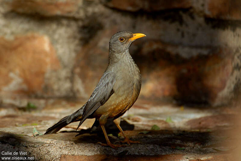 Karoo Thrushadult, identification