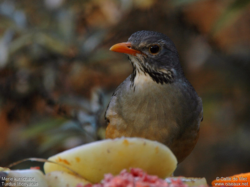 Kurrichane Thrush