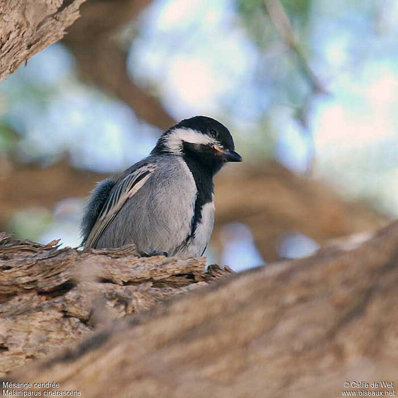 Mésange cendréeadulte