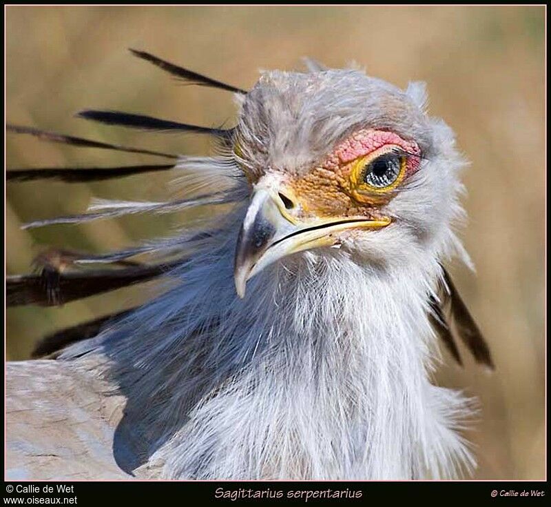 Secretarybird