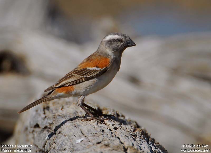 Cape Sparrow female adult