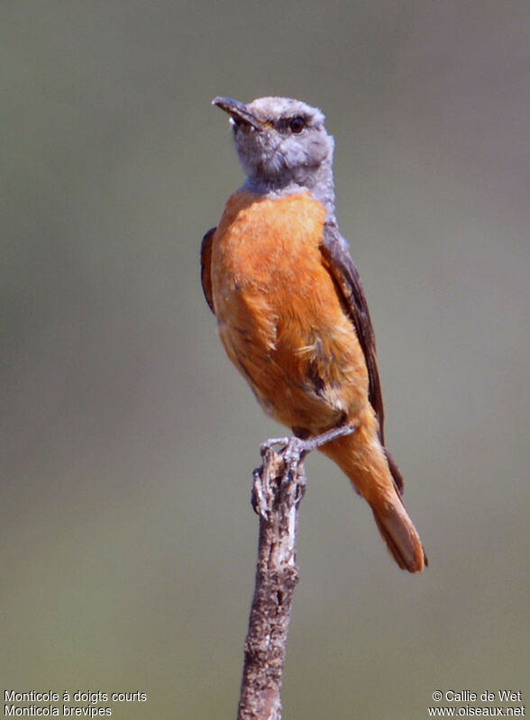 Short-toed Rock Thrush male adult