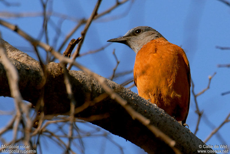 Cape Rock Thrush male adult