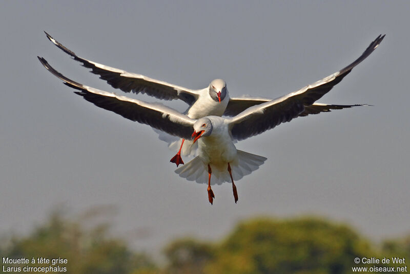 Mouette à tête grise