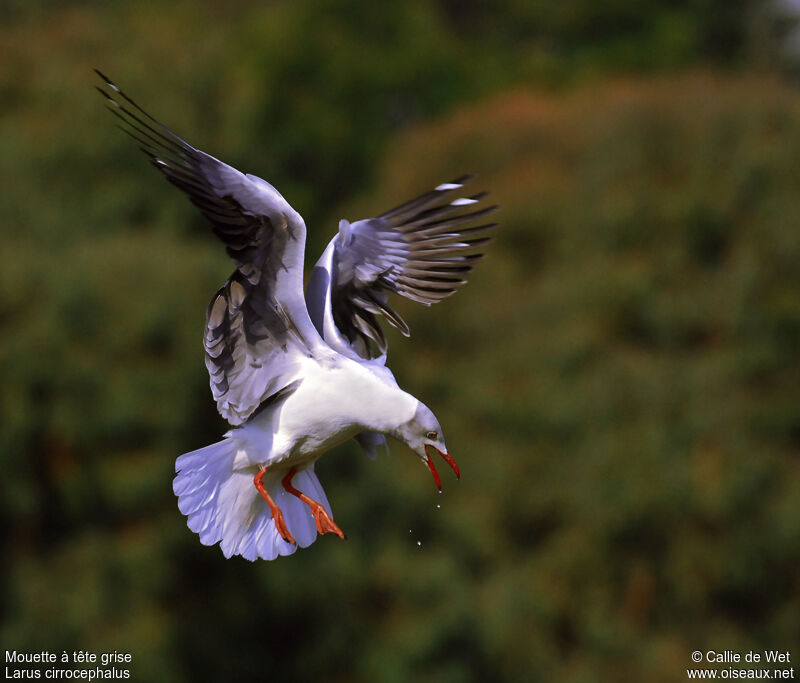 Mouette à tête grise