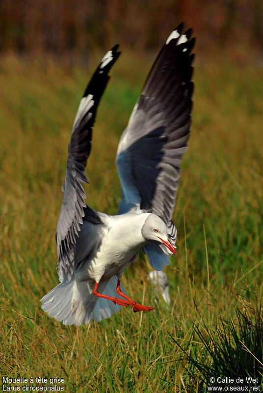 Mouette à tête grise