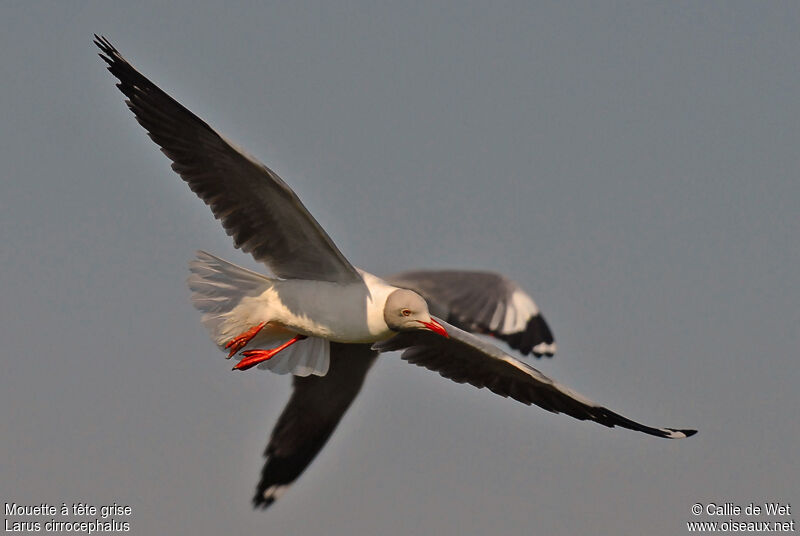 Mouette à tête grise