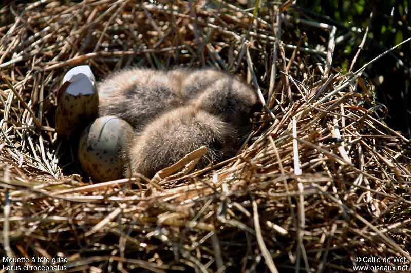 Grey-headed Gulljuvenile