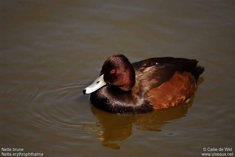 Southern Pochard male adult