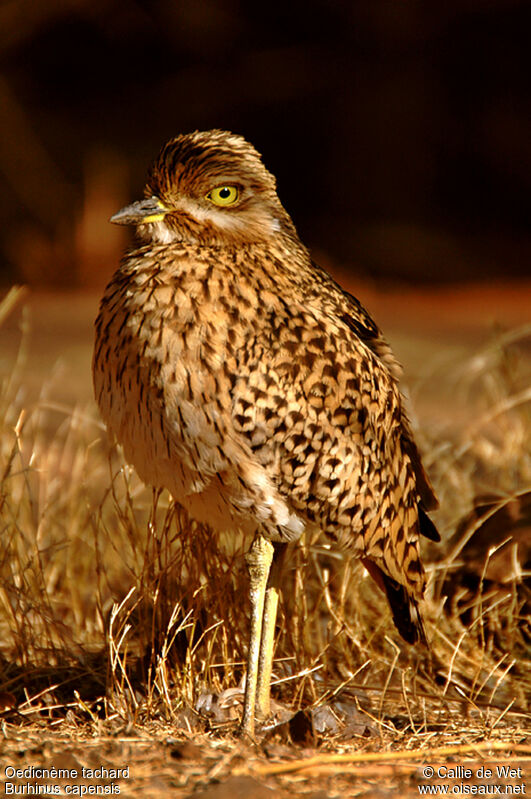 Spotted Thick-knee