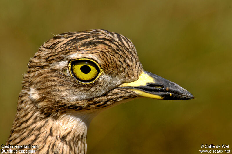 Spotted Thick-knee