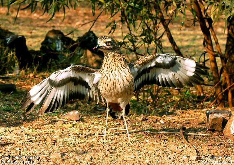 Spotted Thick-knee