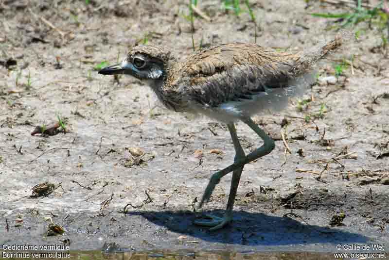 Water Thick-kneejuvenile