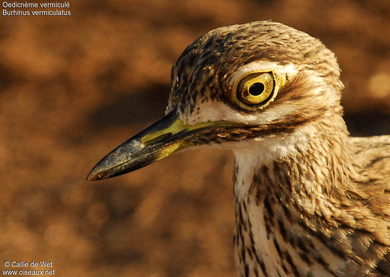 Water Thick-kneeadult