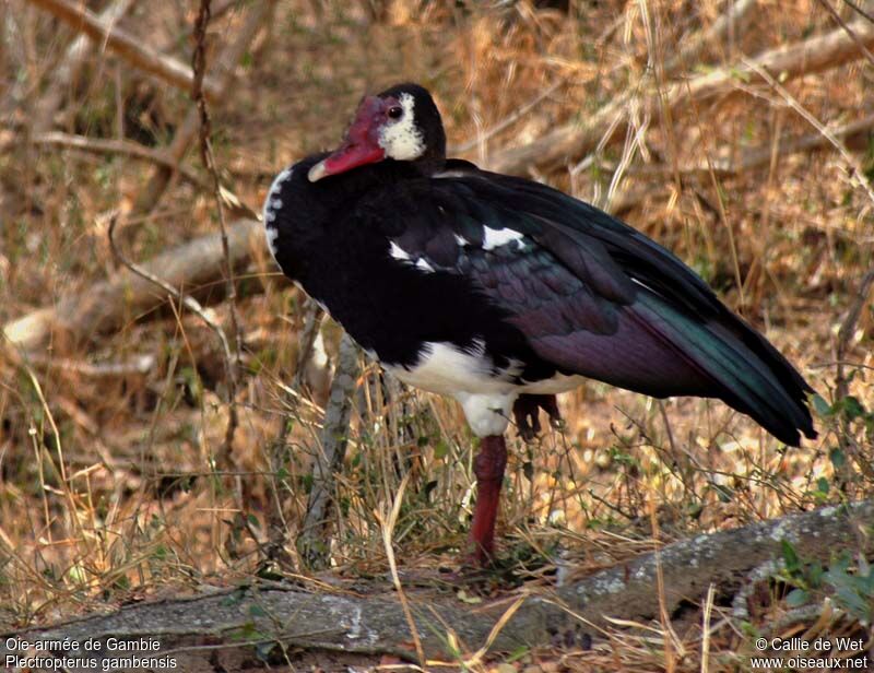 Spur-winged Goose