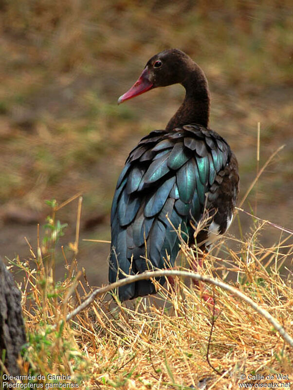 Spur-winged Goose