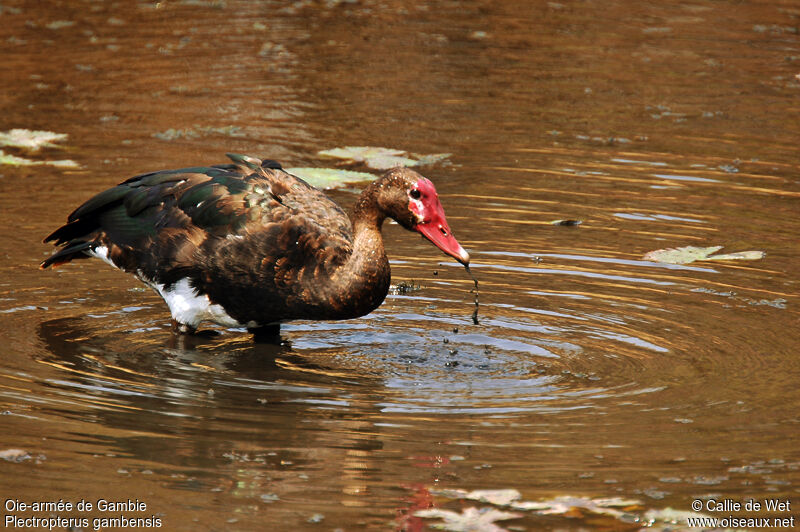 Spur-winged Goosejuvenile