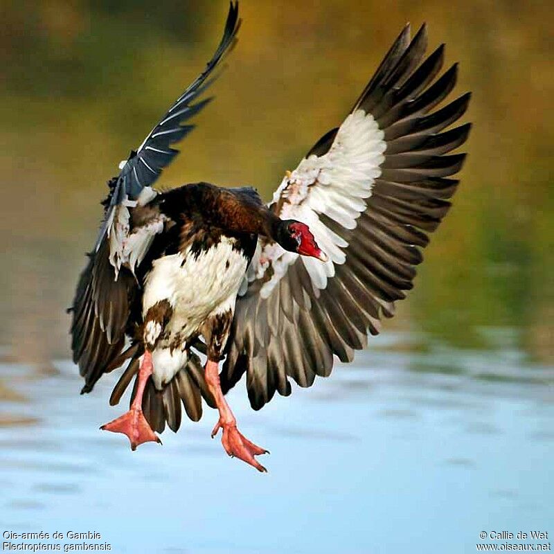 Spur-winged Gooseadult