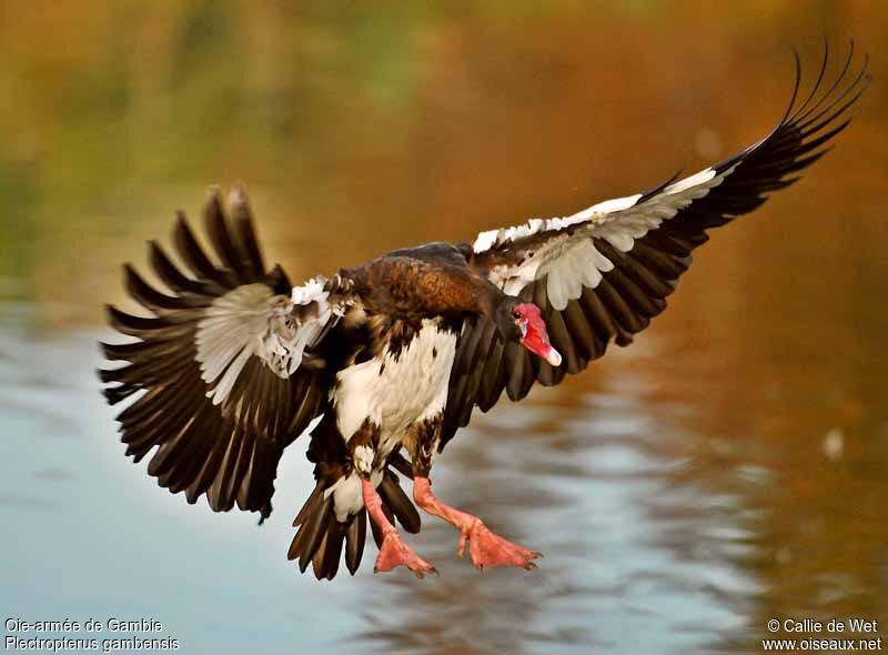 Spur-winged Gooseadult