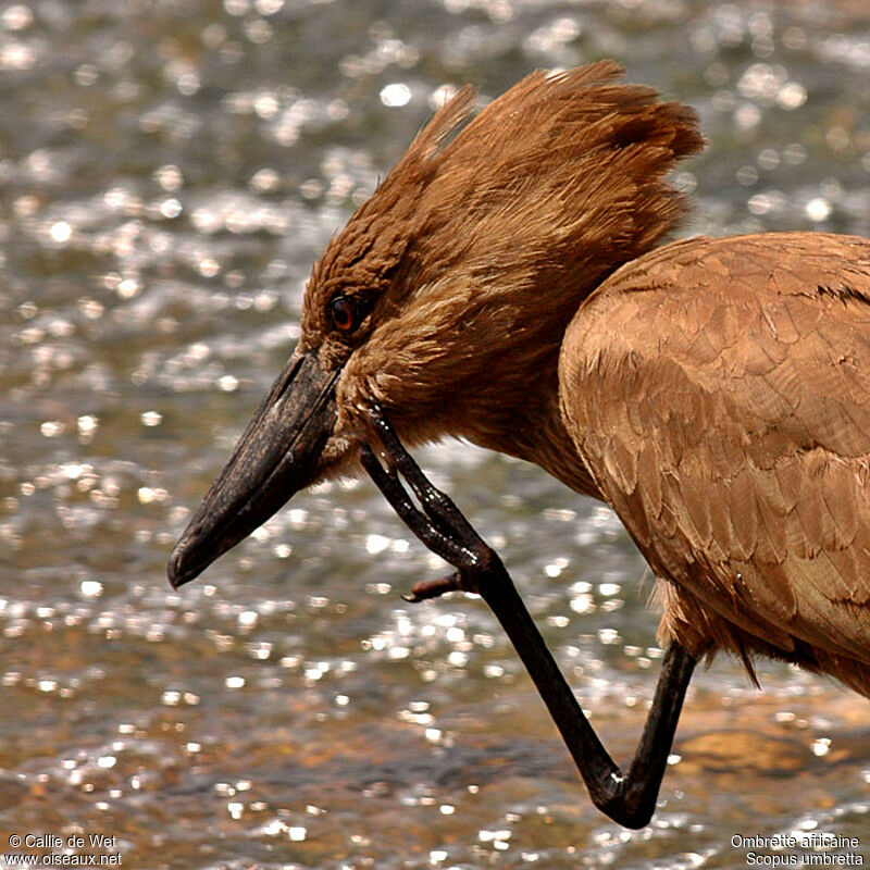 Hamerkop