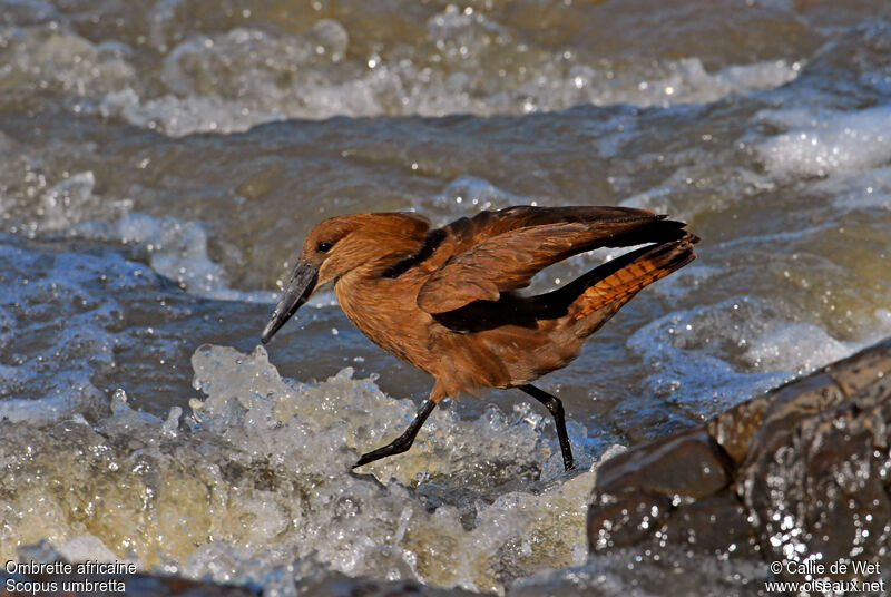 Hamerkop