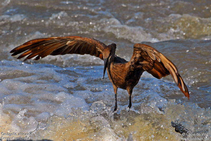 Hamerkop