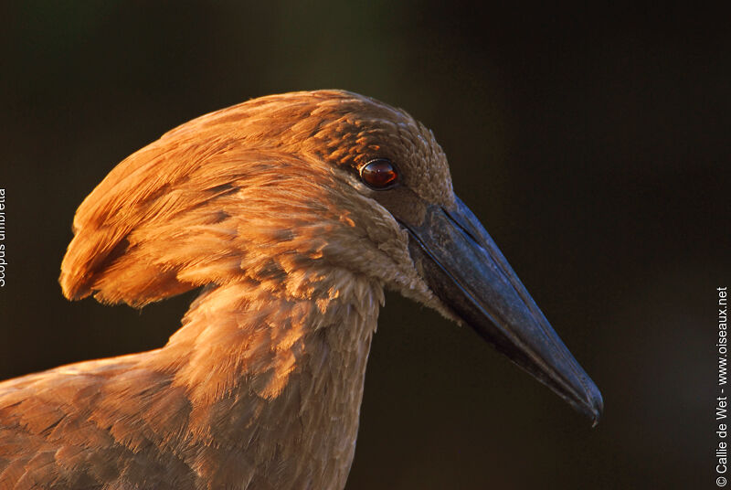 Hamerkop