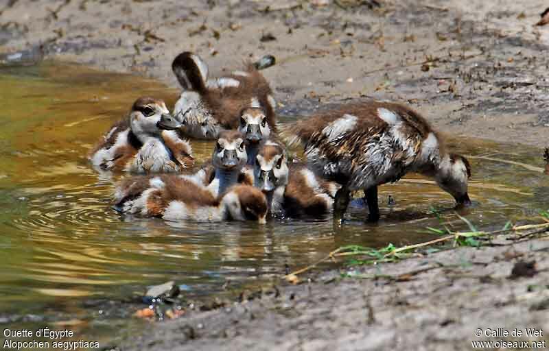 Egyptian Goosejuvenile