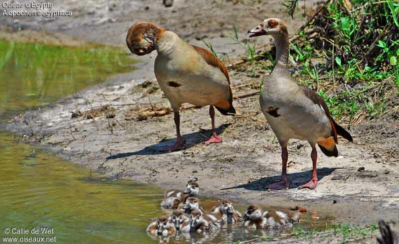 Egyptian Goose 