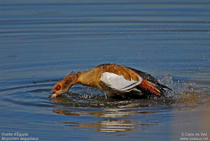 Egyptian Gooseadult