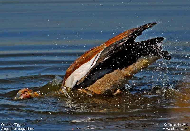 Egyptian Gooseadult