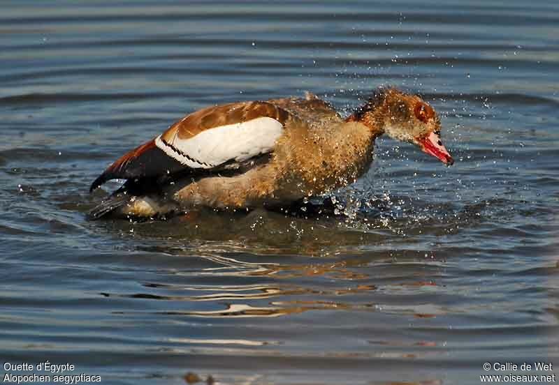 Egyptian Gooseadult