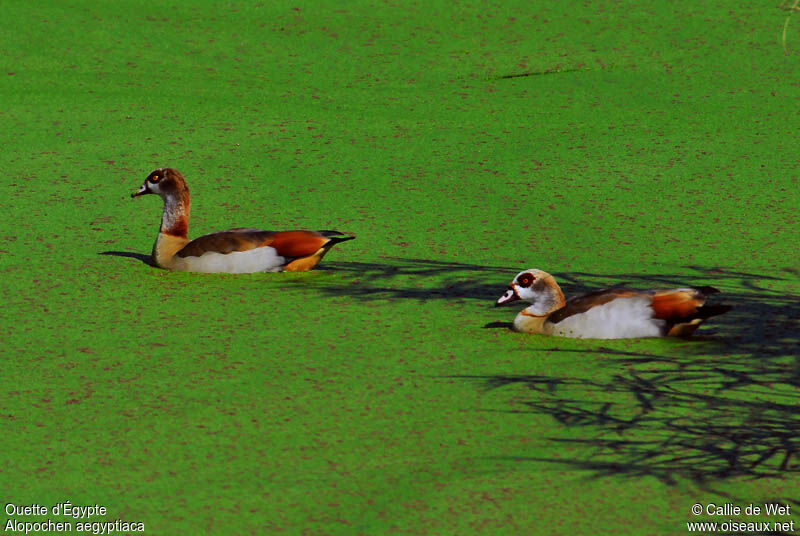 Egyptian Goose 