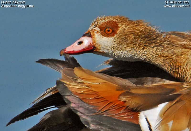 Egyptian Gooseadult