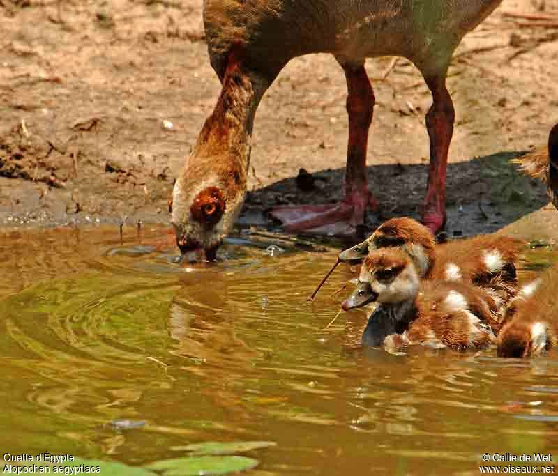 Egyptian Goose