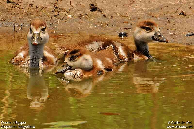 Egyptian Goosejuvenile