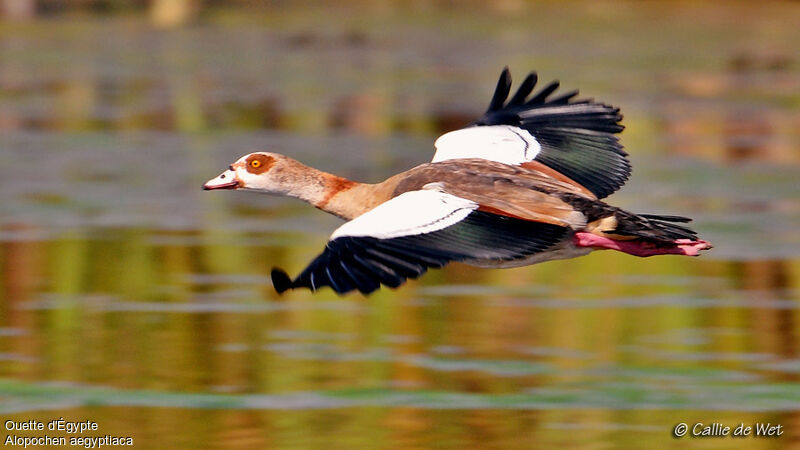 Egyptian Gooseadult