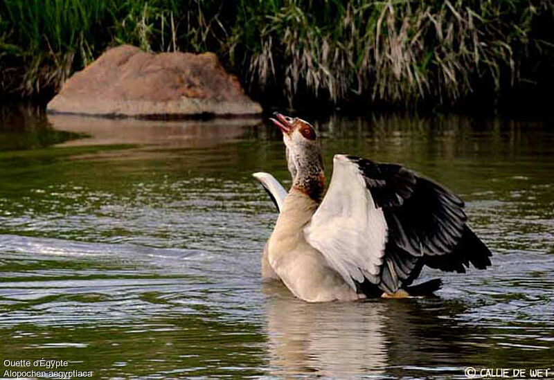 Egyptian Goose