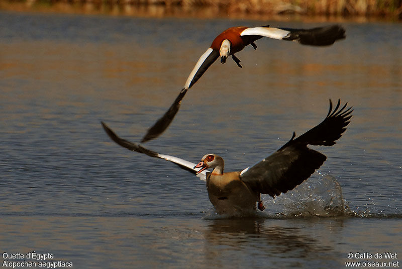 Egyptian Gooseadult