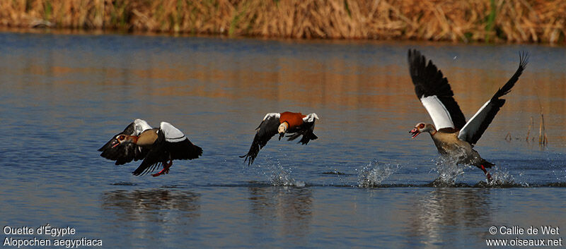 Egyptian Gooseadult