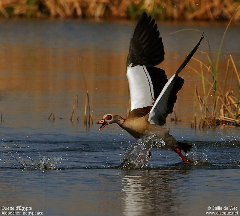 Egyptian Gooseadult